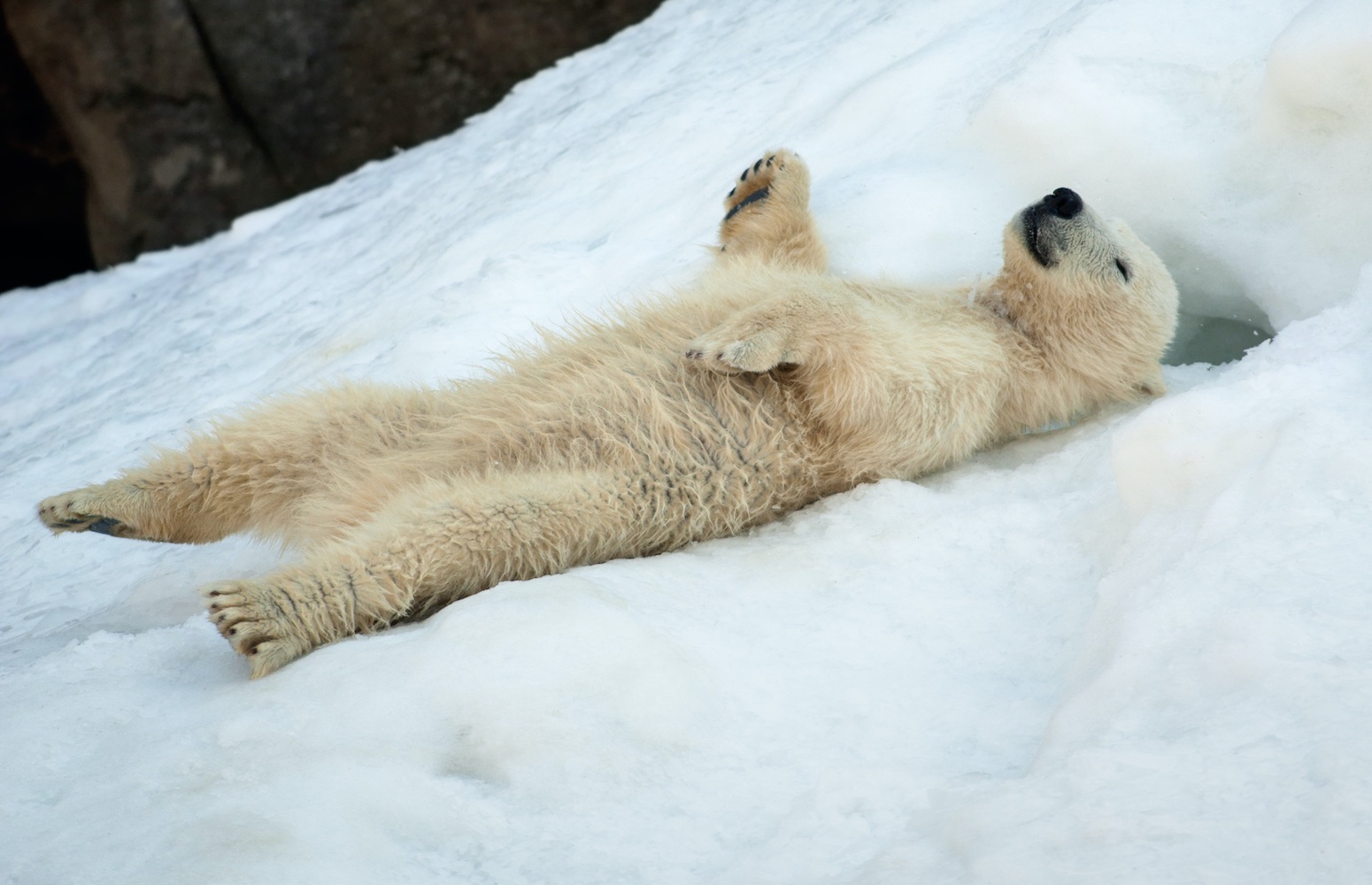 zoologico polar Ranua